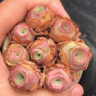 粉耶罗粉山地玫瑰 蜜桃杯酒杯白玉鸡蛋多肉阳台发货绿色,淘宝优惠券,粉丝福利购,淘宝优惠卷