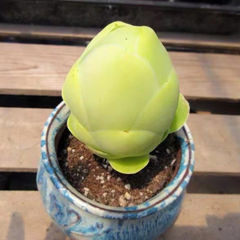 白玉鸡蛋玫瑰多肉老桩群生一物一拍山地酒杯耶罗玫瑰超发货绿色,淘宝优惠券,粉丝福利购,淘宝优惠卷