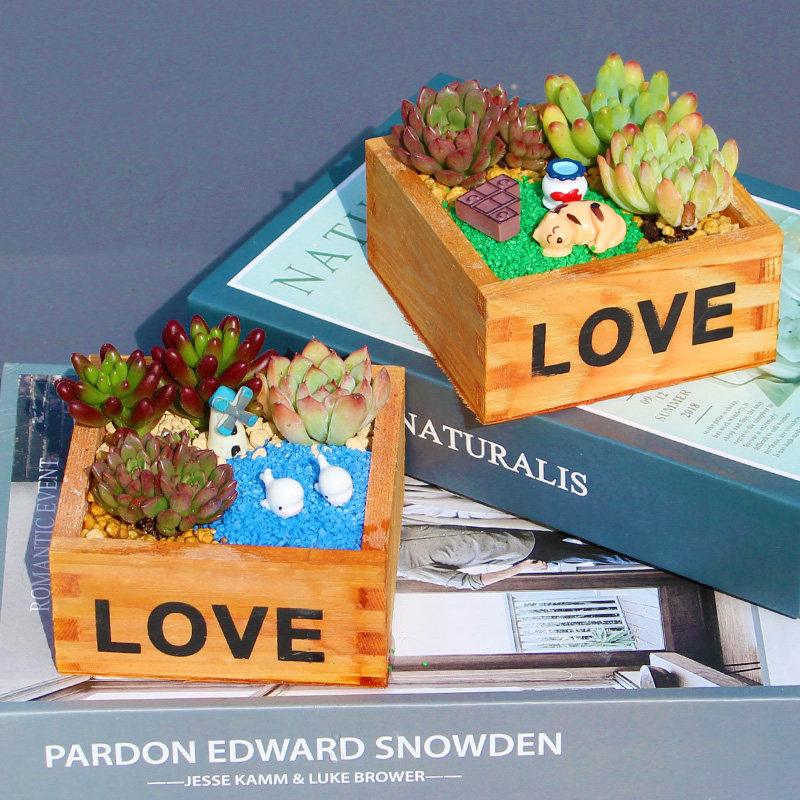 多肉植物组合盆栽套餐diy微景观材料包幼儿园儿童礼盒教师节礼物,淘宝优惠券,粉丝福利购,淘宝优惠卷