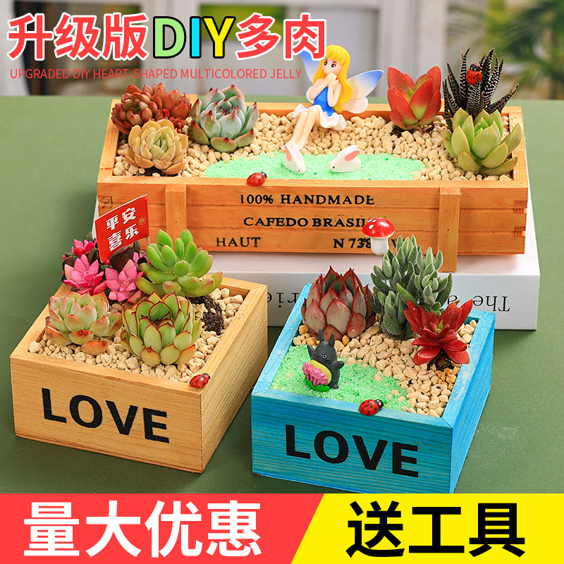 多肉植物组合盆栽套餐diy微景观材料包幼儿园儿童礼盒教师节礼物,淘宝优惠券,粉丝福利购,淘宝优惠卷