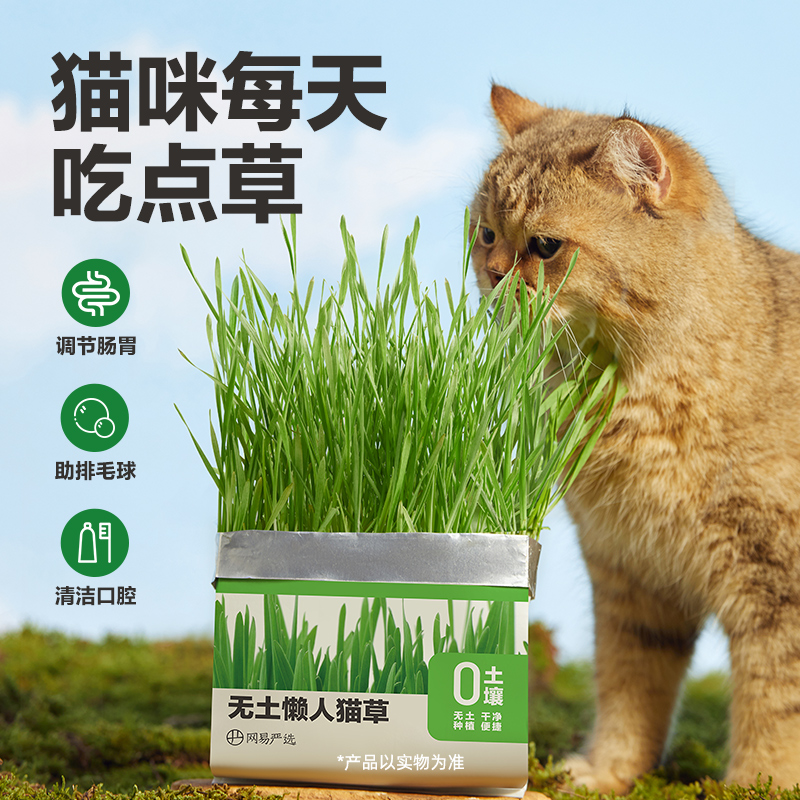 网易严选猫草无土盆栽化毛草种子非已种好懒人幼猫猫咪零食用品 - 图0