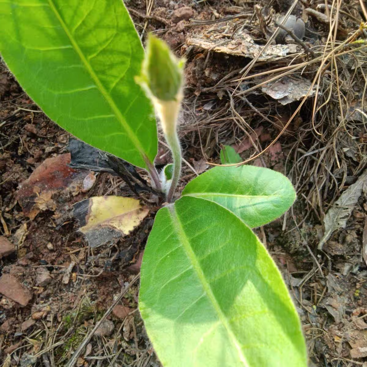 云南原生态新鲜毛大丁草 兔耳风 一支箭 白头翁 扑地香煲汤下奶,淘宝优惠券,粉丝福利购,淘宝优惠卷