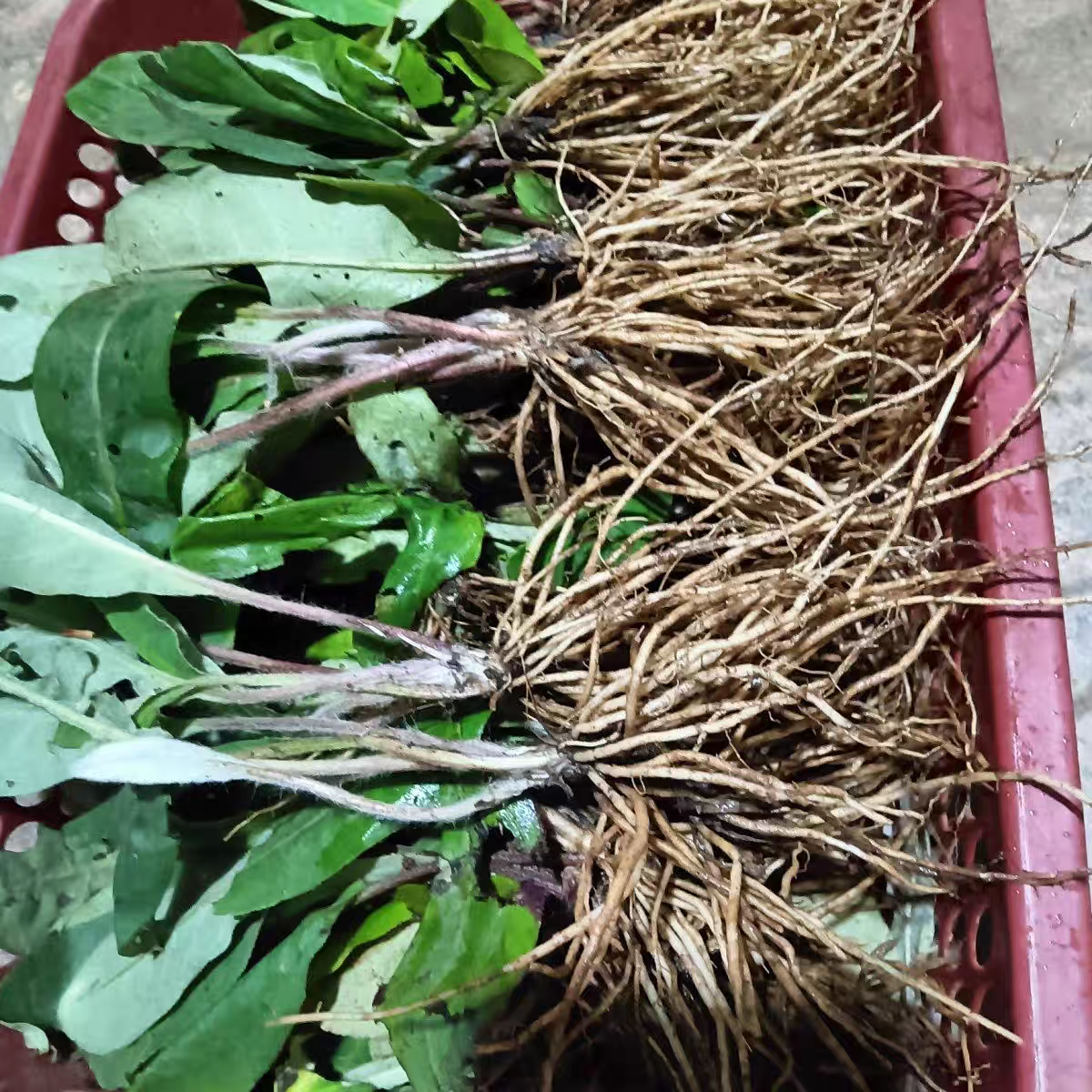 云南原生态新鲜毛大丁草 兔耳风 一支箭 白头翁 扑地香煲汤下奶,淘宝优惠券,粉丝福利购,淘宝优惠卷