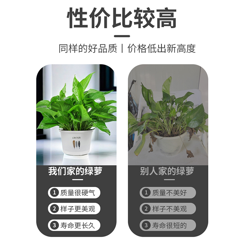 绿萝盆栽室内植物花卉绿植水培长藤垂吊大叶绿箩新房家用吸除甲醛 - 图1