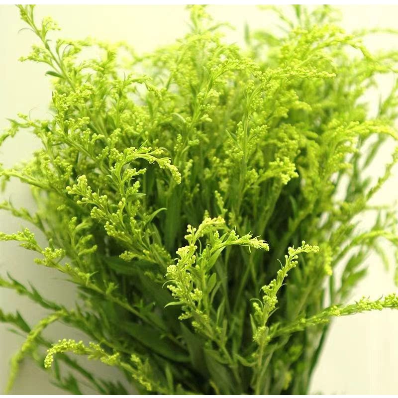 黄莺鲜花配花鲜花新鲜鲜切插花混搭花束菊花配草水养配叶填充花材