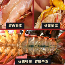 Five catties Shunfeng Little Lobster Live 567 Money Clearwater cultured Big red crust Shrimp Green Extra-large Freshwater Live Shrimp