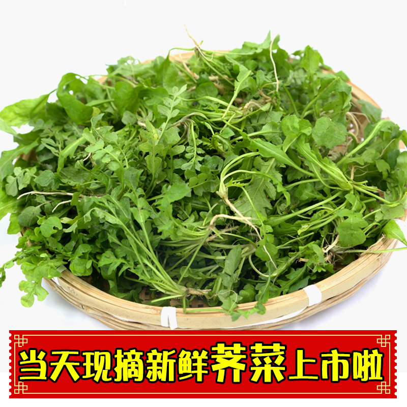 速冻荠菜！现摘新鲜整棵荠菜嫩干净荠菜4斤荠荠菜野菜新鲜野生挖 - 图3