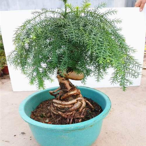 名贵澳洲杉盆景树桩室内客厅四季常青独特造型南洋不老松盆栽植物 - 图1