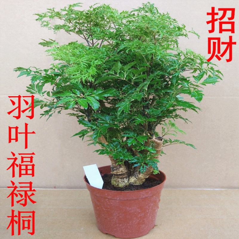 羽叶福禄桐客厅植物盆栽室内绿植发财树树桩四季常青净化空气包邮 - 图1