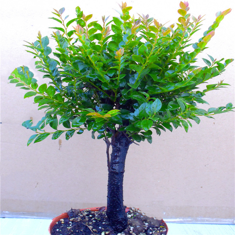 老桩小叶紫檀盆景树桩丛林独桩植物盆栽阳台客厅好养活四季青绿植 - 图2