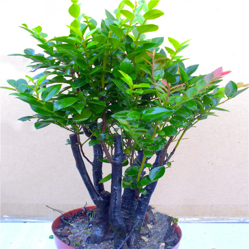老桩小叶紫檀盆景树桩丛林独桩植物盆栽阳台客厅好养活四季青绿植 - 图0