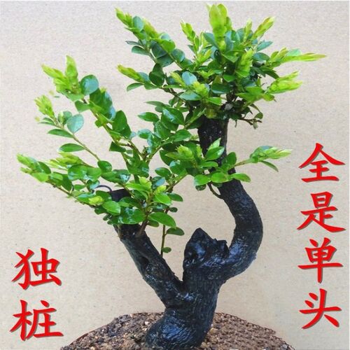 小叶紫檀盆景树桩 室内客厅盆栽老桩造型黑檀木 四季常青植物包邮 - 图0