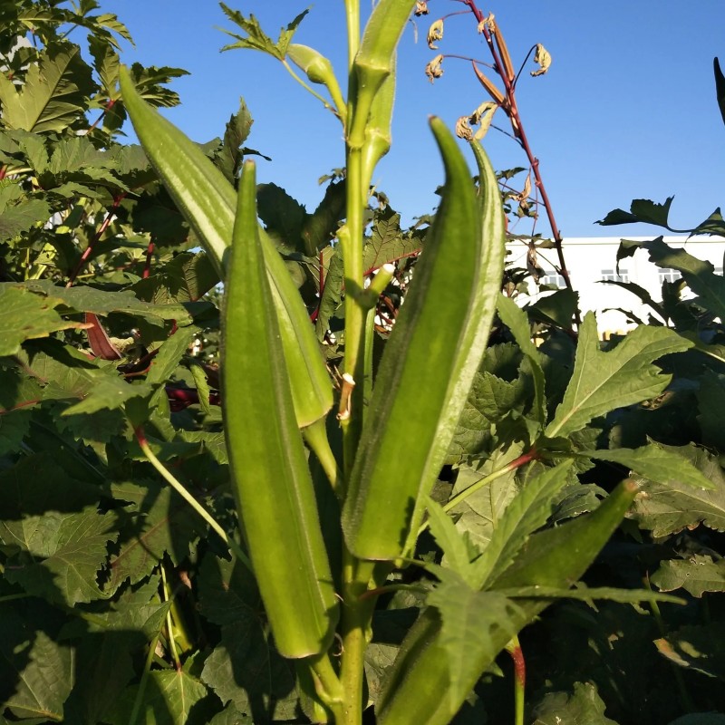 黄秋葵种孑红秋葵羊角豆金花葵籽早熟高产结果不断四季播蔬菜种子 - 图2