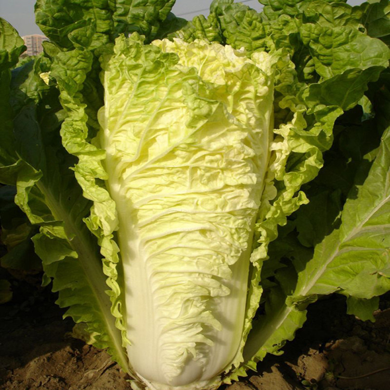 青麻叶大白菜籽长筒包心绿叶水果白菜绍菜种子农家菜园秋播蔬菜孑_虎窝淘