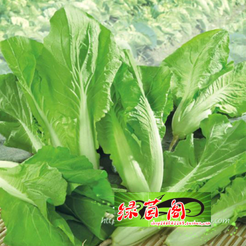 奶油小白菜种子速生小青菜快菜籽三周收获春秋四季农家菜园蔬菜孑 - 图2