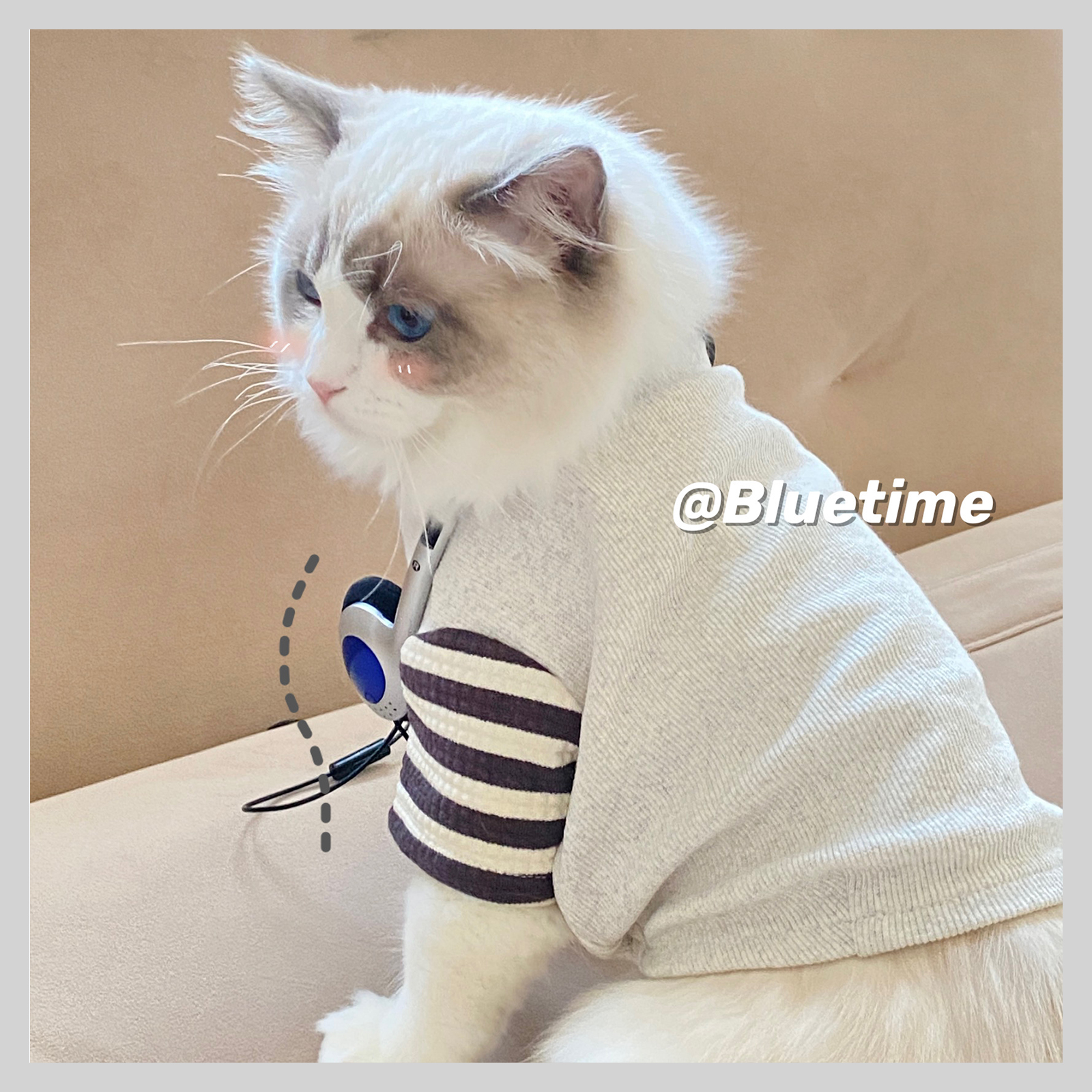 心动男生~宠物衣服秋冬薄款泰迪秋装比熊T恤布偶猫衣服防掉毛纯棉 - 图1