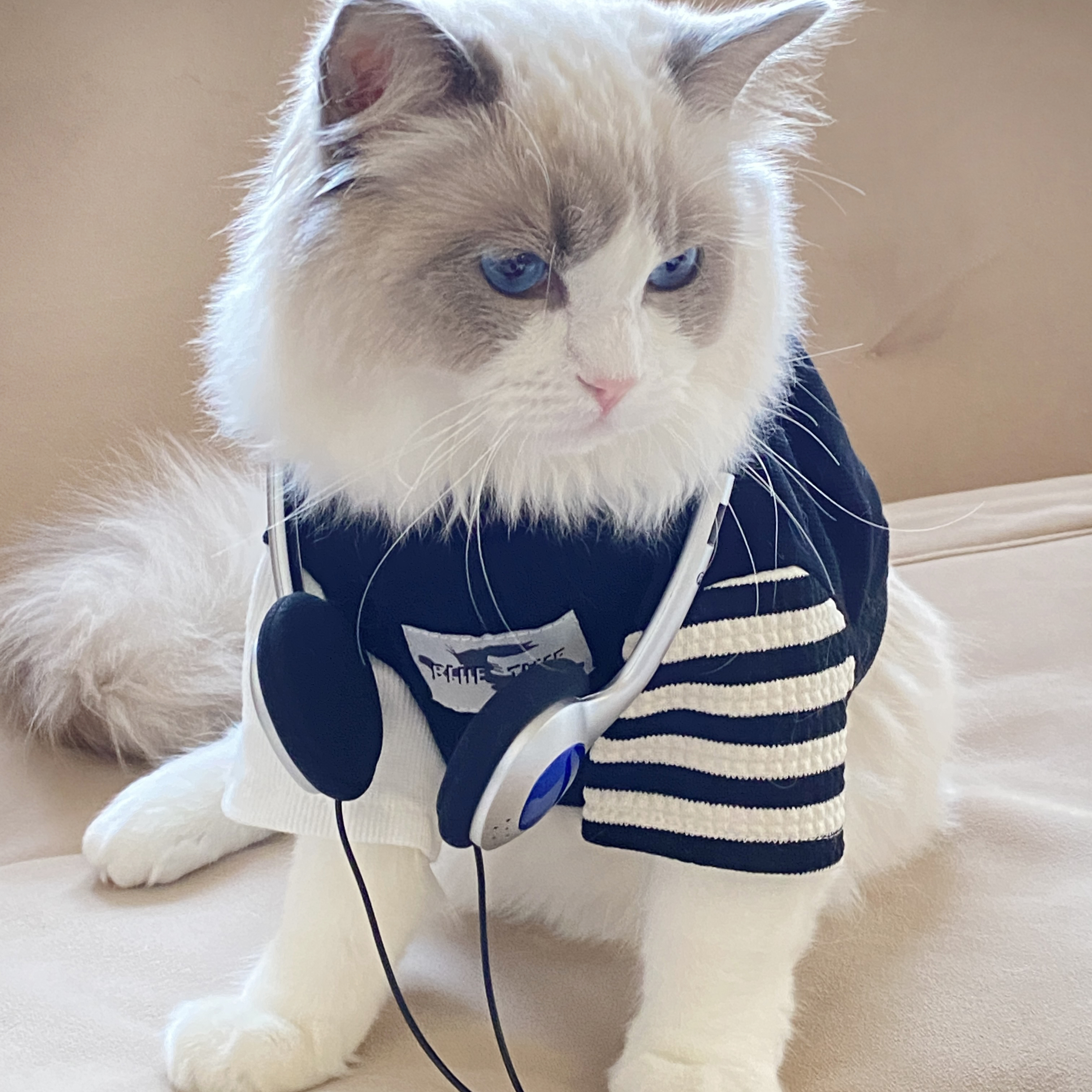 心动男生~宠物衣服秋冬薄款泰迪秋装比熊T恤布偶猫衣服防掉毛纯棉 - 图0