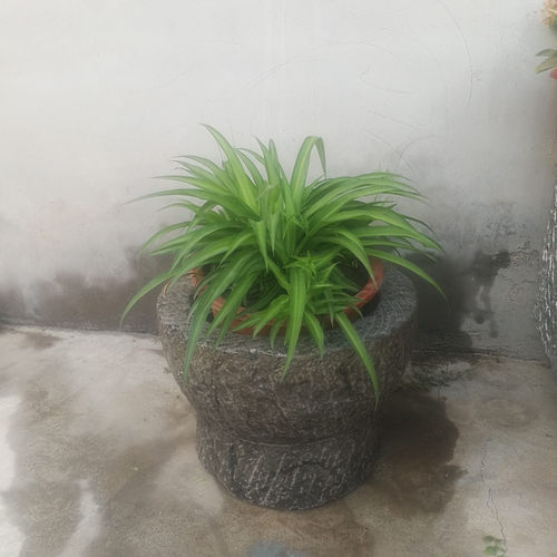 特大号老石臼药臼砘臼石窝子杵臼石钵石头花盆打年糕糍粑捣米石器 - 图0