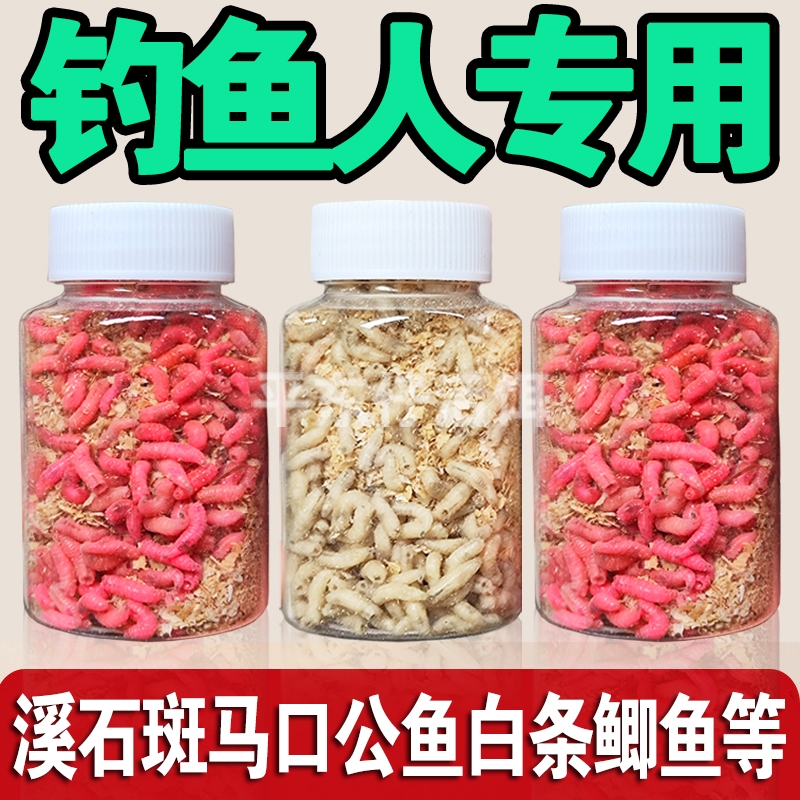 【鱼口好】钓鱼活体虫饵鲜活蛆虫白蛆红蛆蛆牙子鲫鱼斑鱼昆虫鱼饵 - 图1