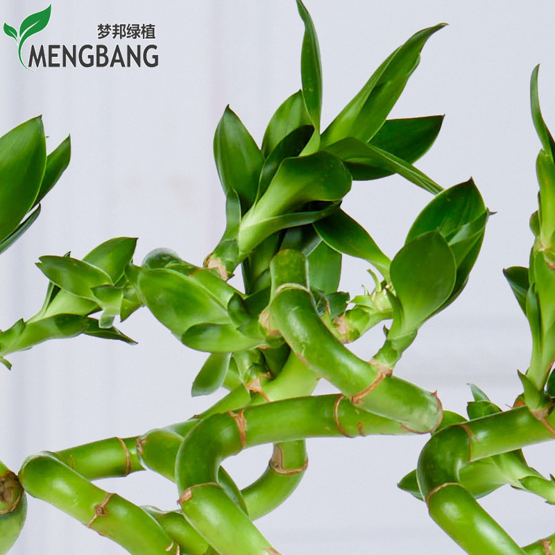 梦邦龙竹水培植物室内办公室内客厅开运竹富贵竹绿植盆景同城配送_虎窝淘