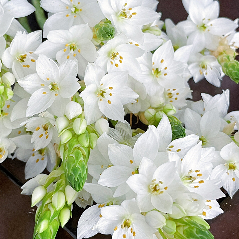 雀梅鲜花水培植物室内插花好养绿植花卉顺丰冷链圣心百合花束切花-图0