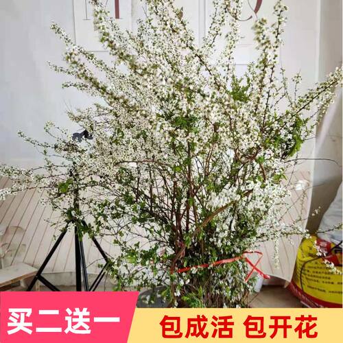 雪柳植物喷雪花苗盆栽绿植客厅珍珠梅庭院大苗雪柳叶树苗鲜枝条 - 图1