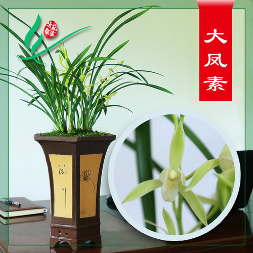建兰四季兰花苗大凤素浓香花卉盆景栽土绿带草植物名贵花苞龙岩墨 - 图1