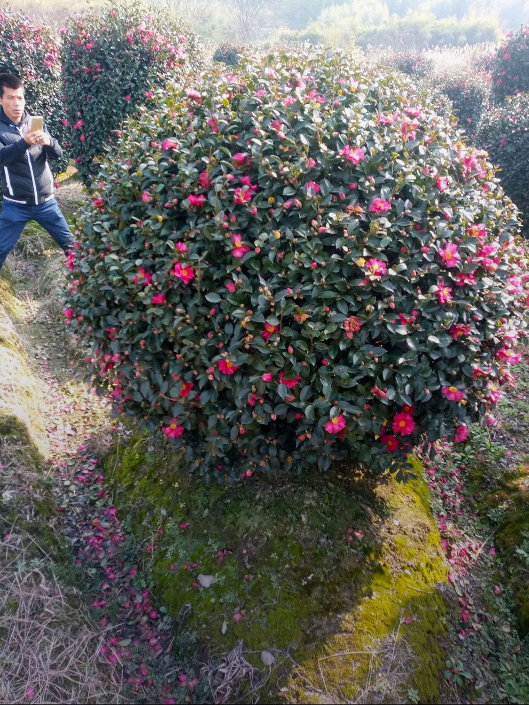 绿化植物球型金叶亮晶女贞茶梅冬青黄杨檵木四季常青庭院花园造景 - 图3