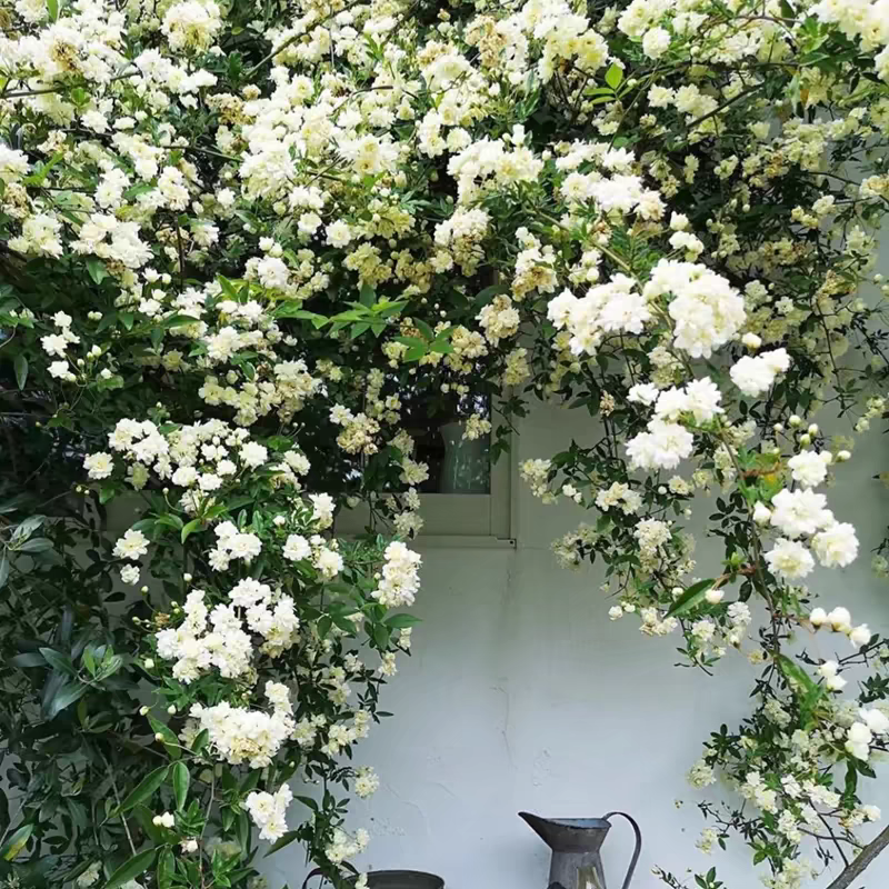 白木香土球发货花苗爬藤本植物庭院爬墙耐寒花卉盆栽浓香,淘宝优惠券,粉丝福利购,淘宝优惠卷