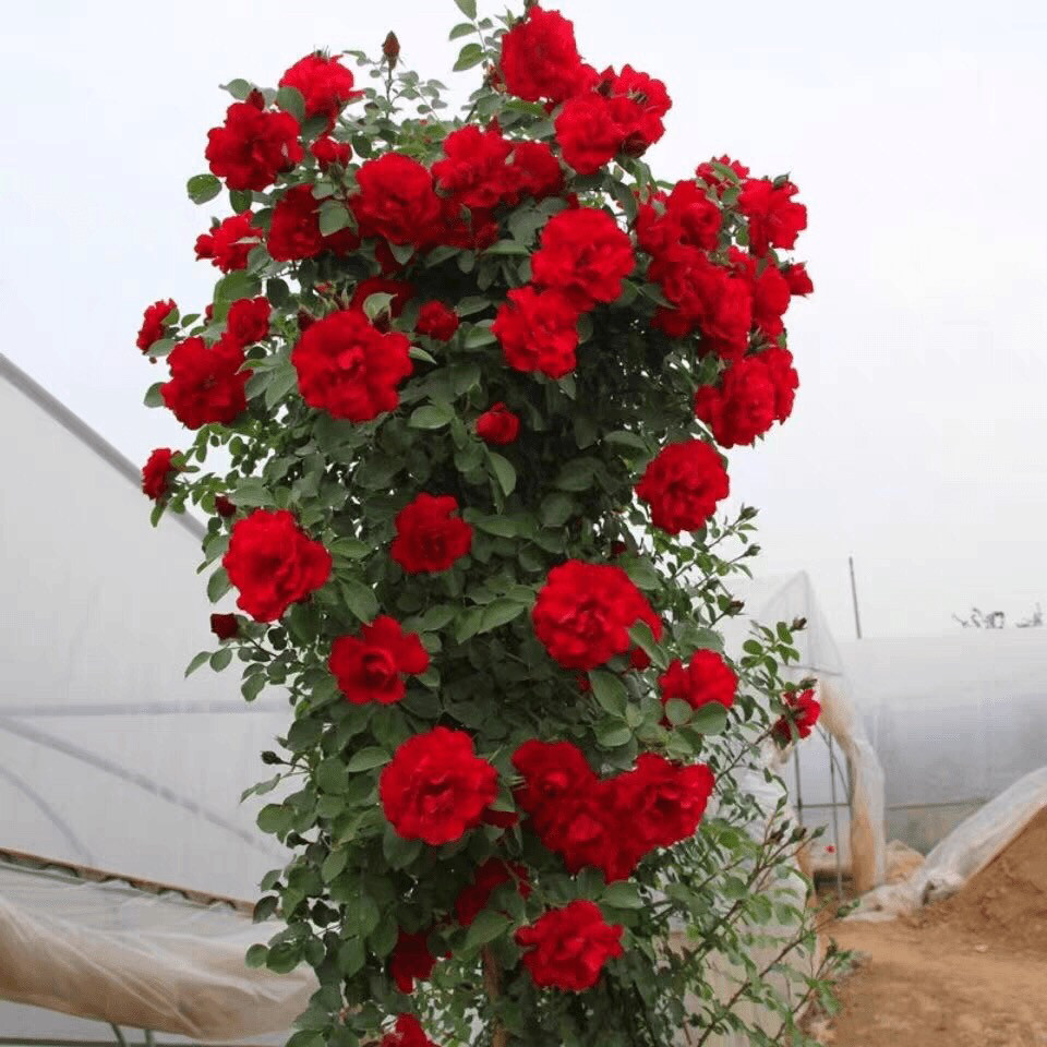 东北抗寒精品鲁硕红土球发货大型藤本月季多季强健抗病,淘宝优惠券,粉丝福利购,淘宝优惠卷