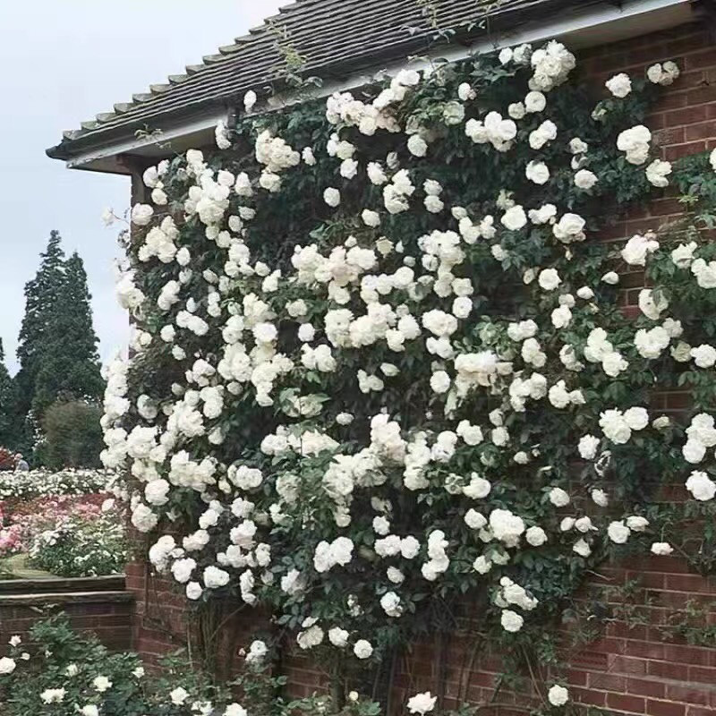 藤冰山土球发货月季花苗爬藤蔷薇庭院阳台花卉四季,淘宝优惠券,粉丝福利购,淘宝优惠卷