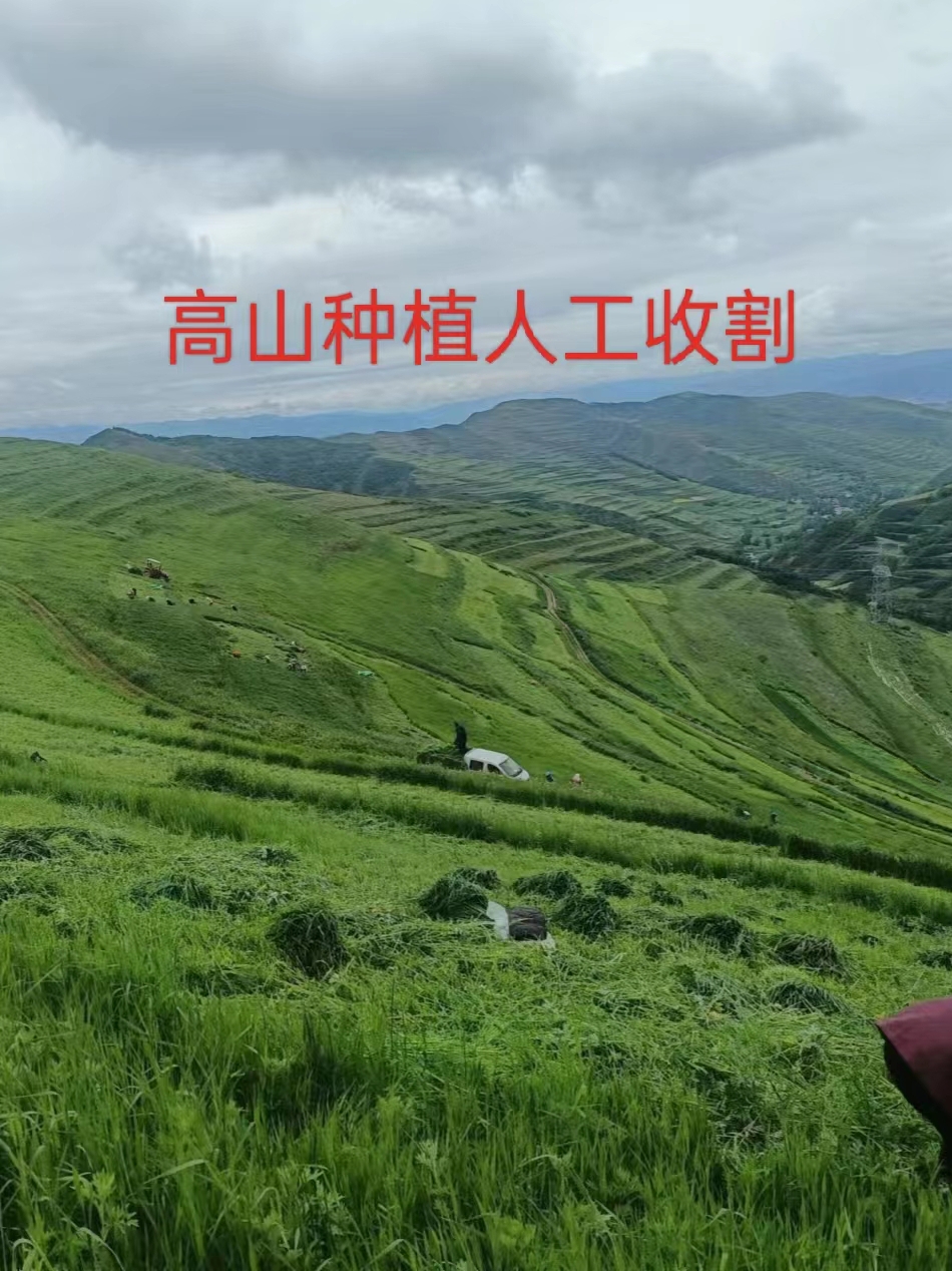 25烘干有穗提摩西草段兔兔龙猫豚兰猪铝箔袋一袋一斤装满2斤包邮 - 图0