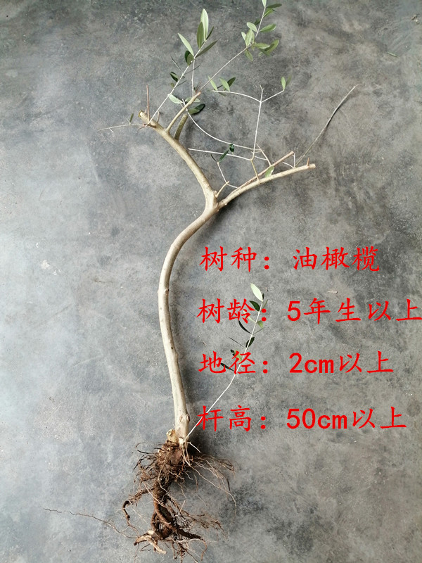 包活油橄榄树桩基地直销裸根保鲜包装带少量叶片易成活绿植盆栽 - 图0