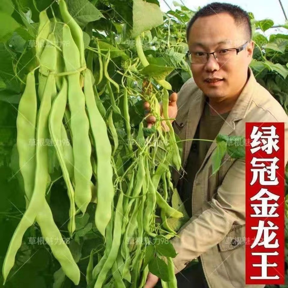 高产宽扁芸豆种子无筋架豆种子三扁二扁芸豆种四季豆种子各地可种-图1