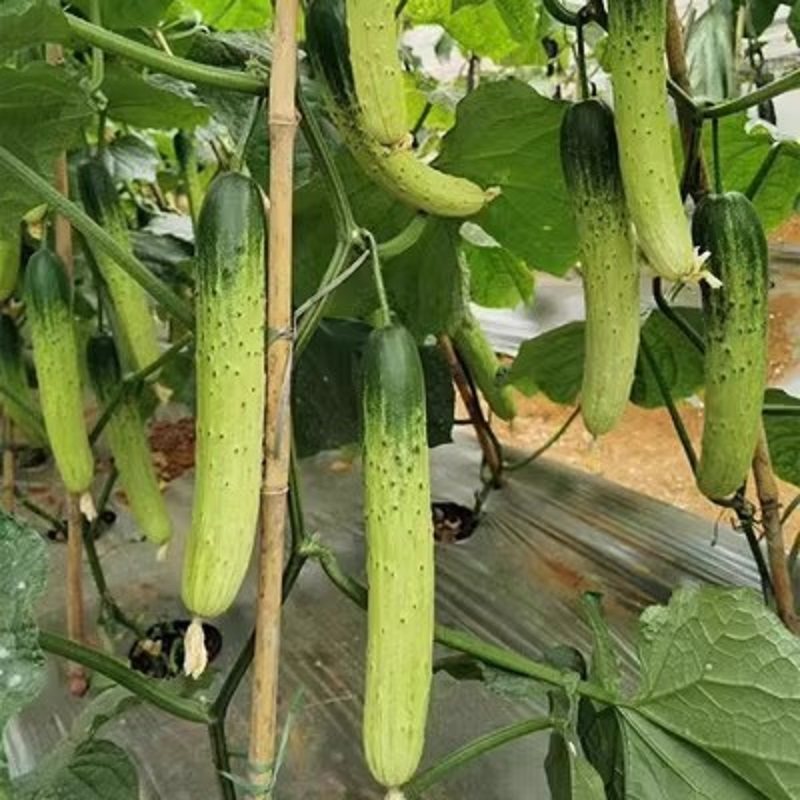 湘榆牌杂交甜脆王黄瓜种子高产旱黄瓜种籽季春季夏季水果蔬菜种孑,淘宝优惠券,粉丝福利购,淘宝优惠卷