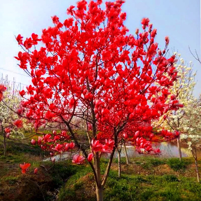 玉兰花树苗大型庭院红黄紫白玉兰树苗盆栽绿化苗木风景景观树苗 - 图0