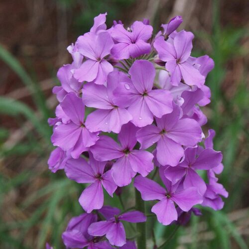蓝香芥种子花种子四季易活花海花卉欧亚香花芥花籽庭院四季易活 - 图0