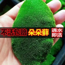 Doodle moss resistant cold patio fresh and fresh micro-landscape green moss bonsai paved with fake mountain surface-cylinder-made landscaping plants