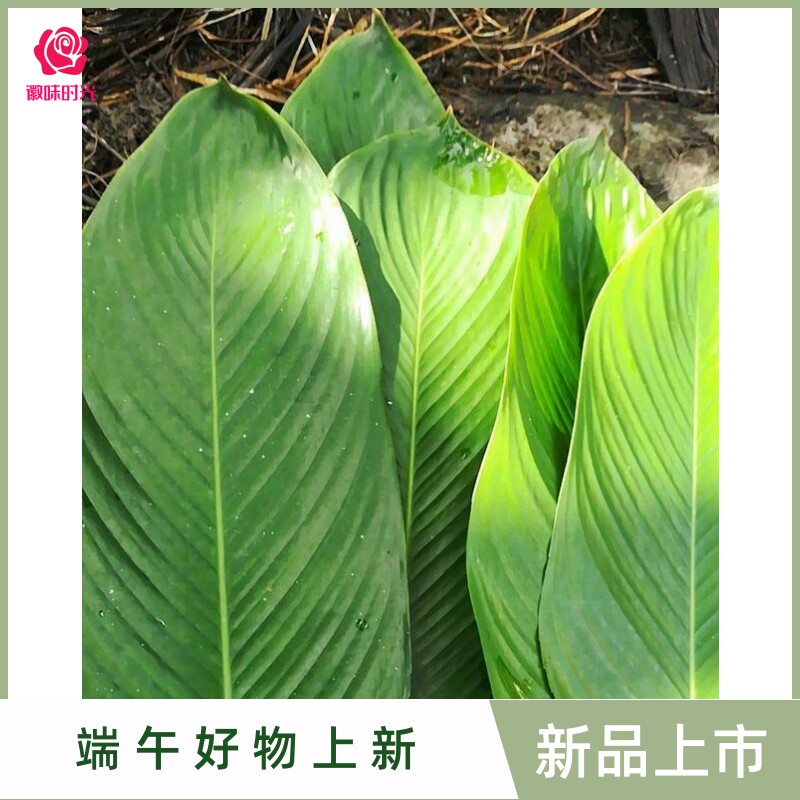 海南粽子叶儋州大粽叶新鲜柊叶现摘一把50张左右大小号同广西棕叶_虎窝淘