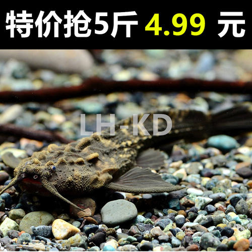 溪流沙大矶沙鼠砂化妆砂南美鱼缸造景铁胆鹅卵石溪流缸河沙套餐 - 图1