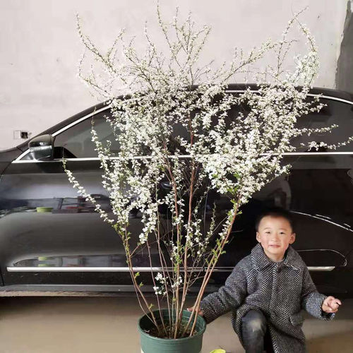雪柳植物喷雪花苗盆栽花卉绿植珍珠梅绣线菊庭院雪柳室外耐寒阳台 - 图2