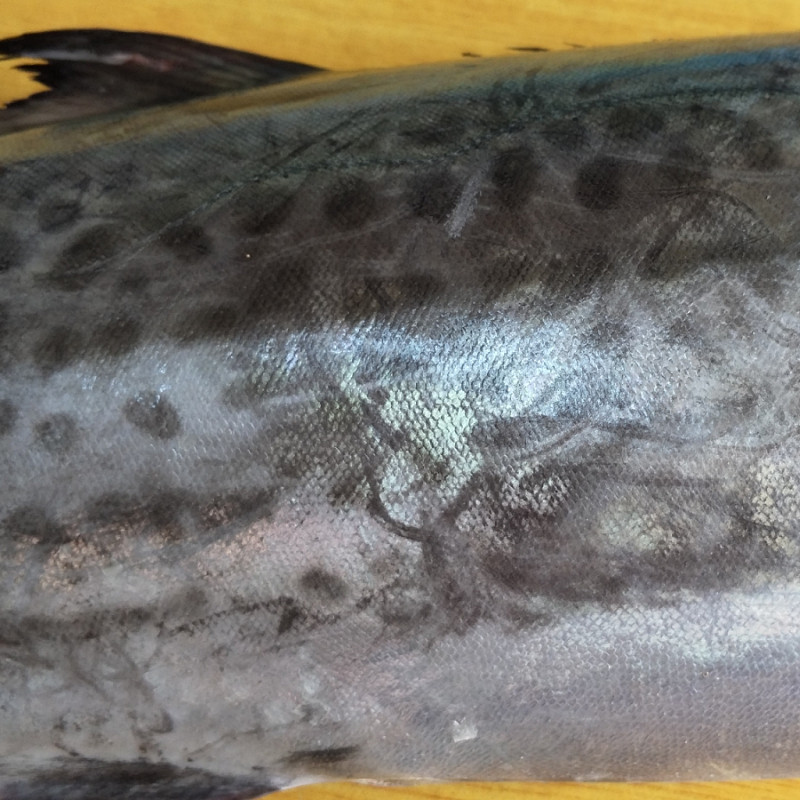 大连海鲜特产新鲜鲜活冷冻马鲛鱼马交送礼深海蓝点整条大燕鲅鱼,淘宝优惠券,粉丝福利购,淘宝优惠卷