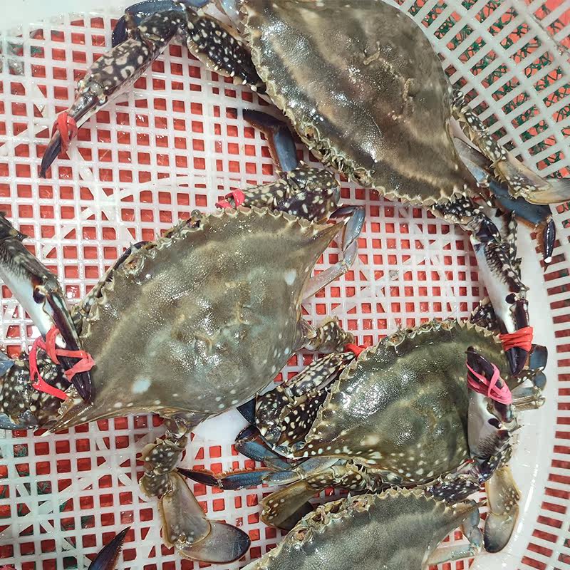 保鲜不保活大连海鲜公飞蟹新鲜东港活发海蟹满膏肉螃蟹冰鲜梭子蟹,淘宝优惠券,粉丝福利购,淘宝优惠卷