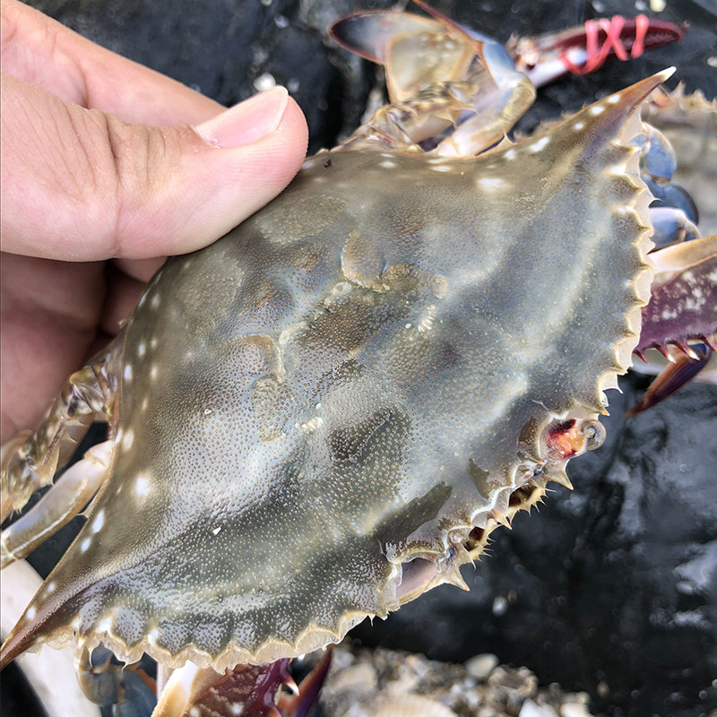 保鲜不保活大连海鲜公飞蟹新鲜东港活发海蟹满膏肉螃蟹冰鲜梭子蟹,淘宝优惠券,粉丝福利购,淘宝优惠卷