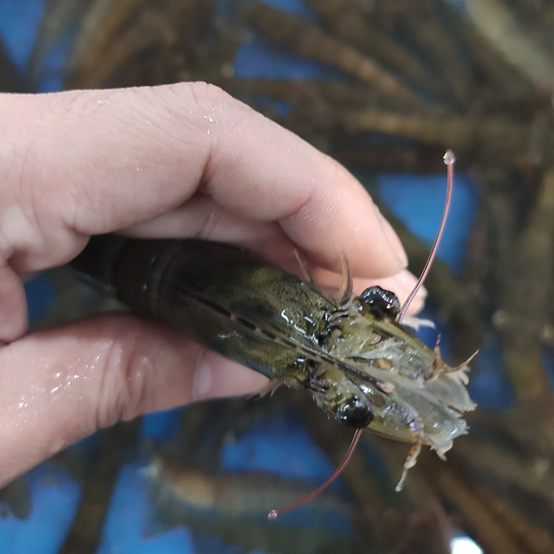 海虾大连鲜活野生对虾新鲜白虾明虾凉虾大青虾海鲜基围虾超大活虾 - 图0