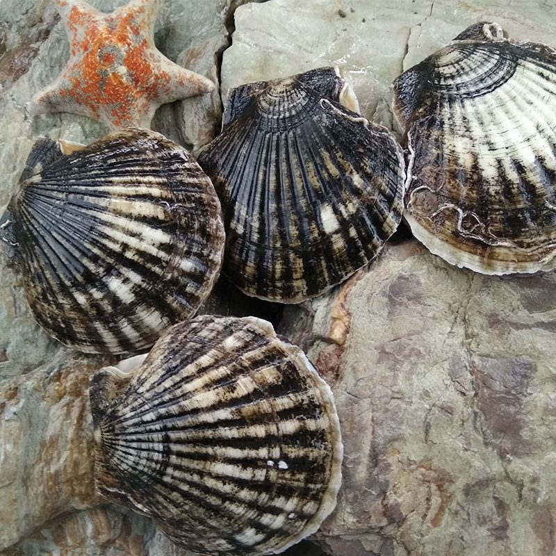 Dalian seafood cayenne scallops are caught on the same day