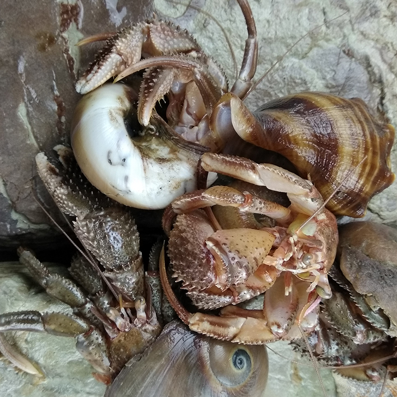 大连海鲜特产鲜活虾怪贝类食用天然野生小螃蟹椰子蟹大寄居蟹海怪 - 图2