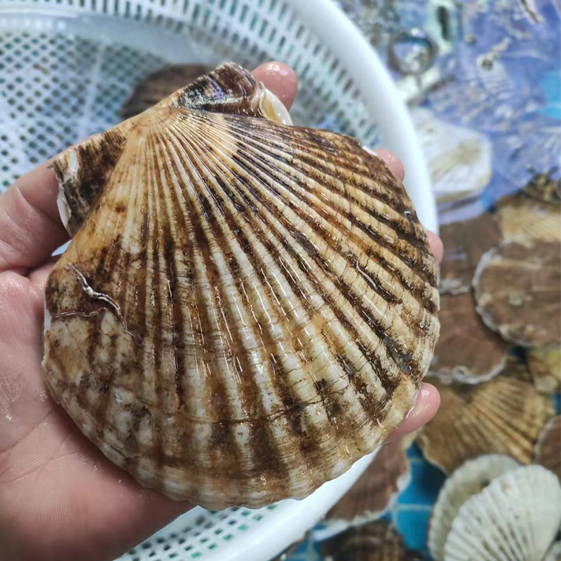 大连海鲜野生蒜蓉粉丝烧烤食材大号贝类夏威夷贝超大鲜活夏夷扇贝 - 图1