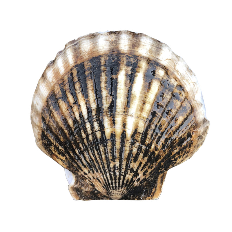 Dalian seafood cayenne scallops are caught on the same day