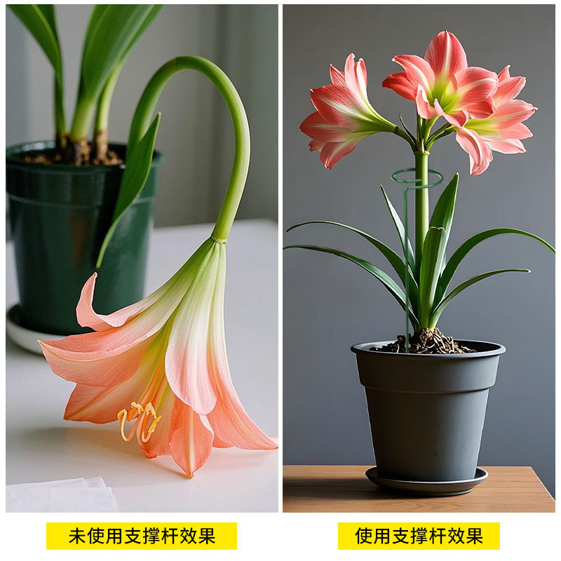 植物防倒伏支架铁艺绣球吊兰支撑杆园艺固定架爬藤花卉朱顶红花架,淘宝优惠券,粉丝福利购,淘宝优惠卷